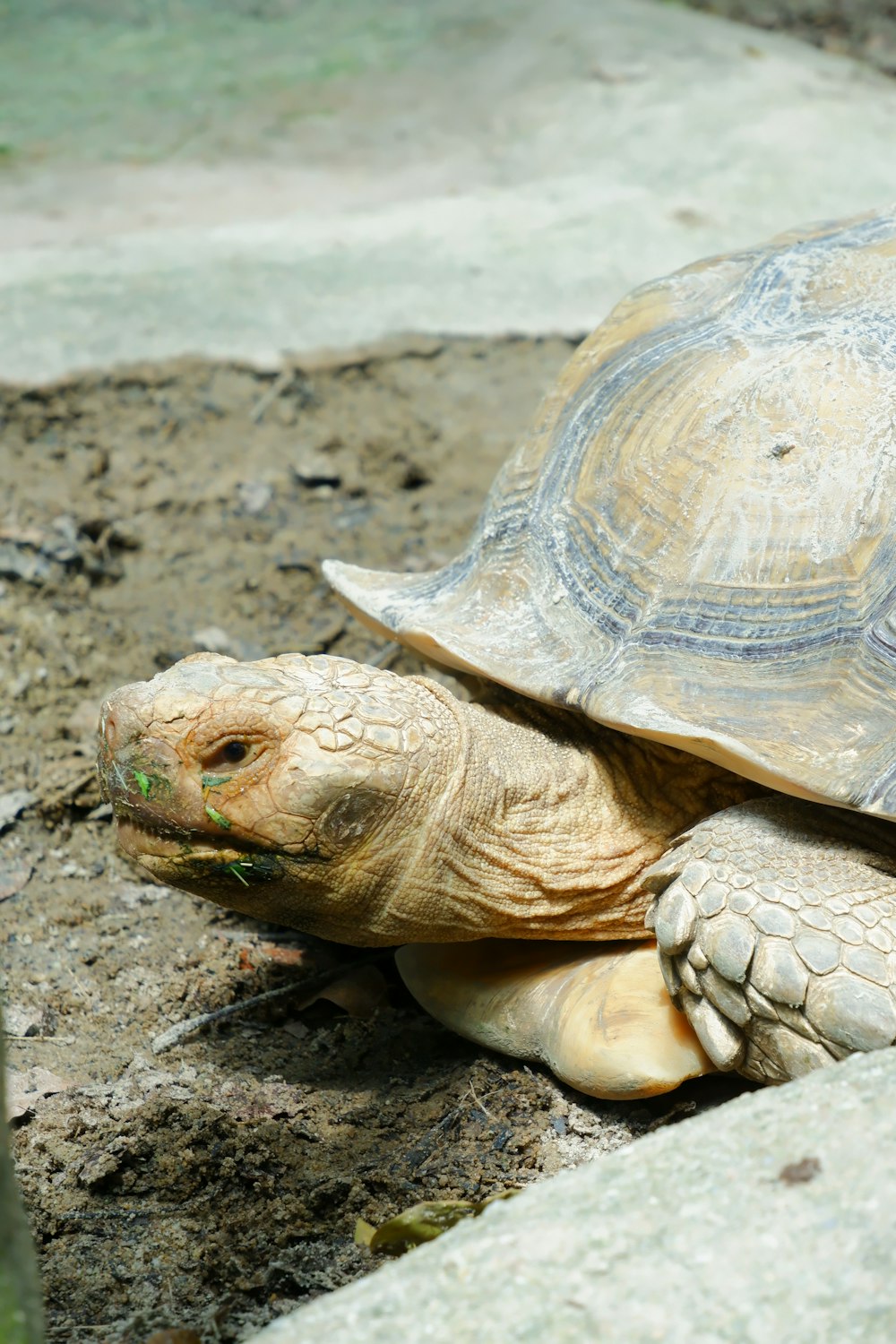 a close up of a tortoise on the ground