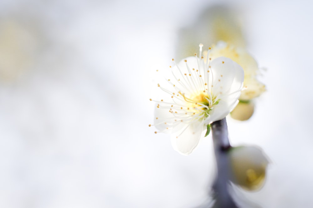 a close up of a white flower on a stem