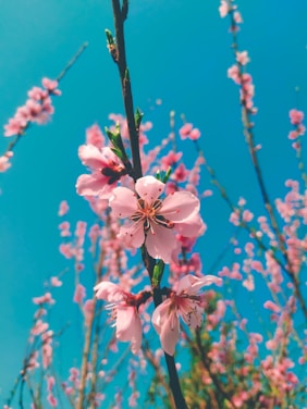 A vibrant close-up of delicate cherry blossom petals gently falling against a soft blue sky.