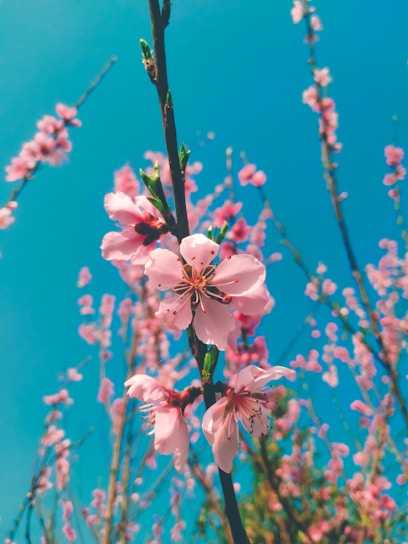 A vibrant close-up of delicate cherry blossom petals gently falling against a soft blue sky.