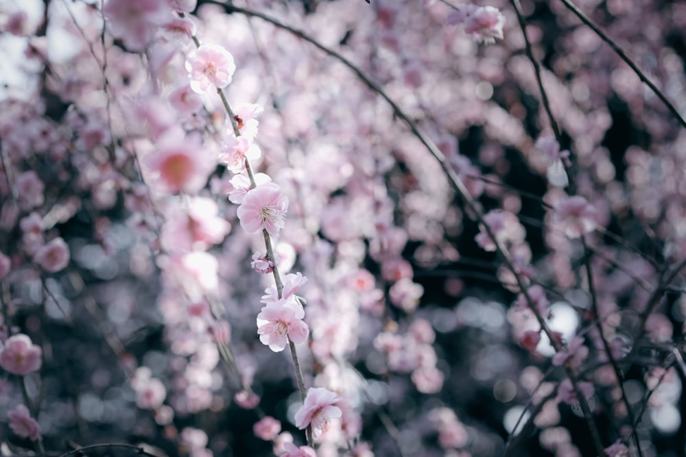 a bunch of pink flowers that are on a tree