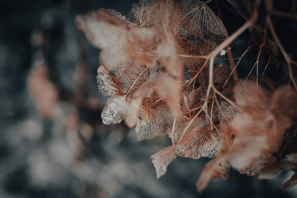 a close up of a leaf on a tree