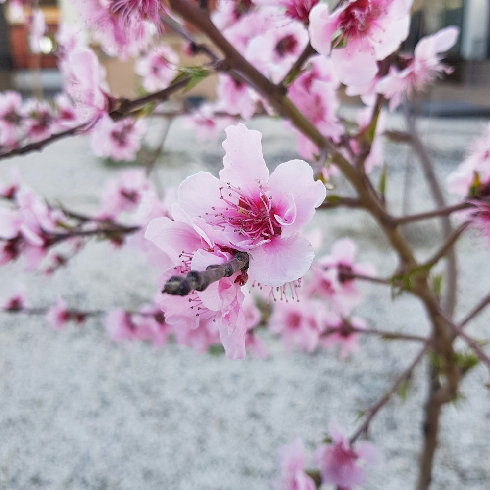 a pink flower with a bee on it