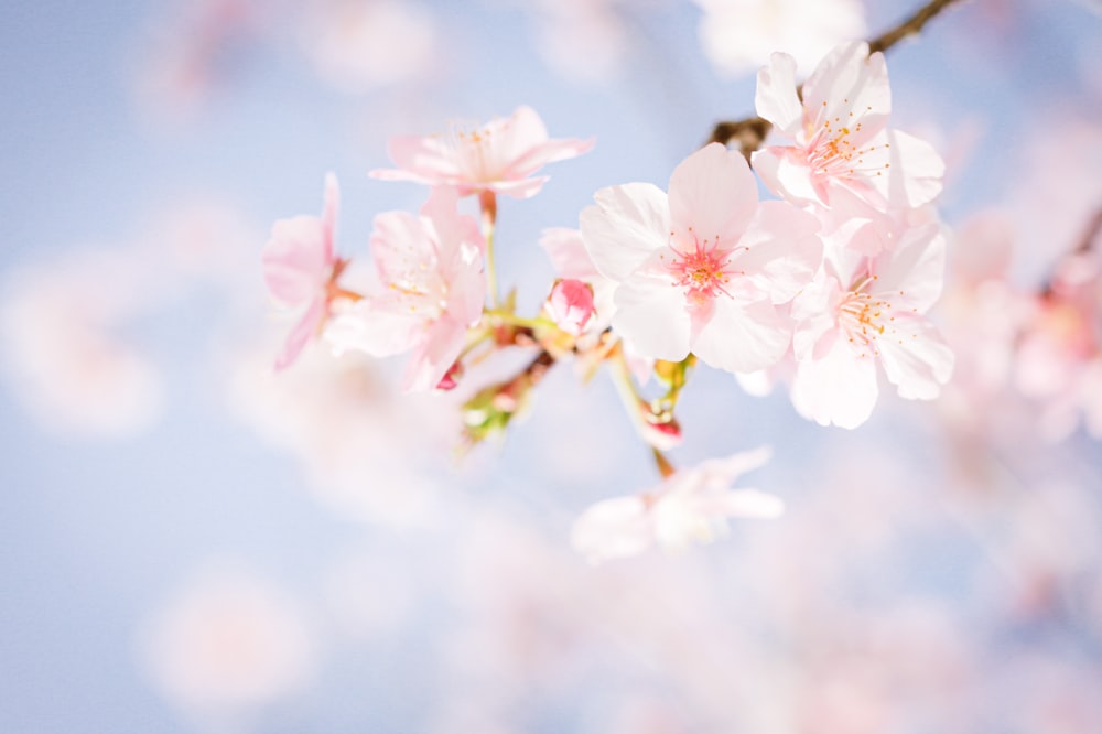 a branch of a cherry tree with pink flowers