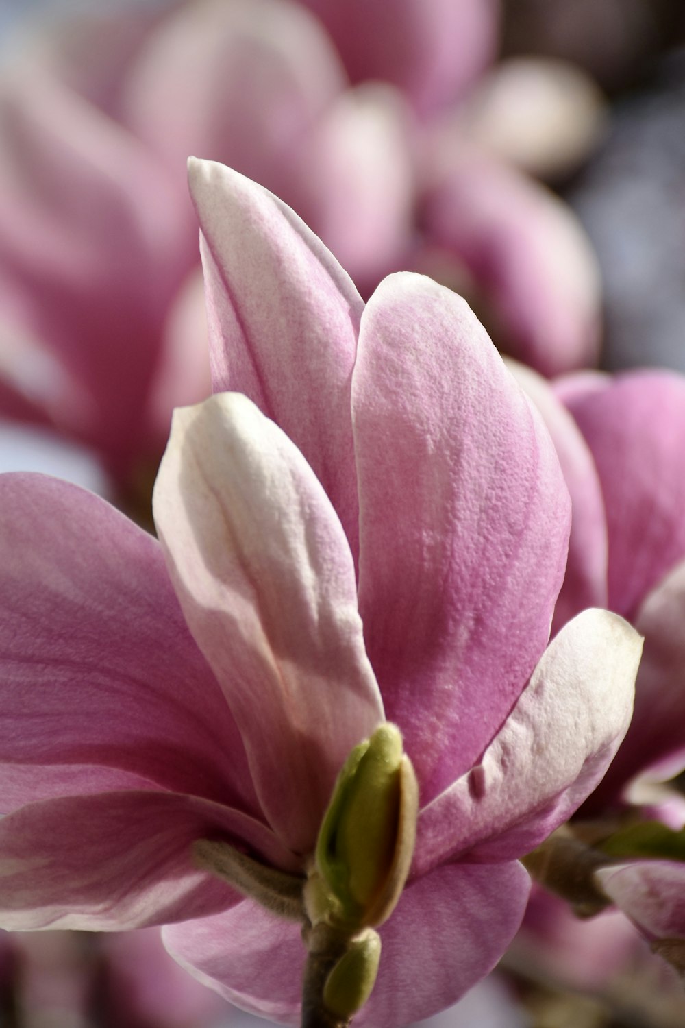 a close up of a pink flower on a branch