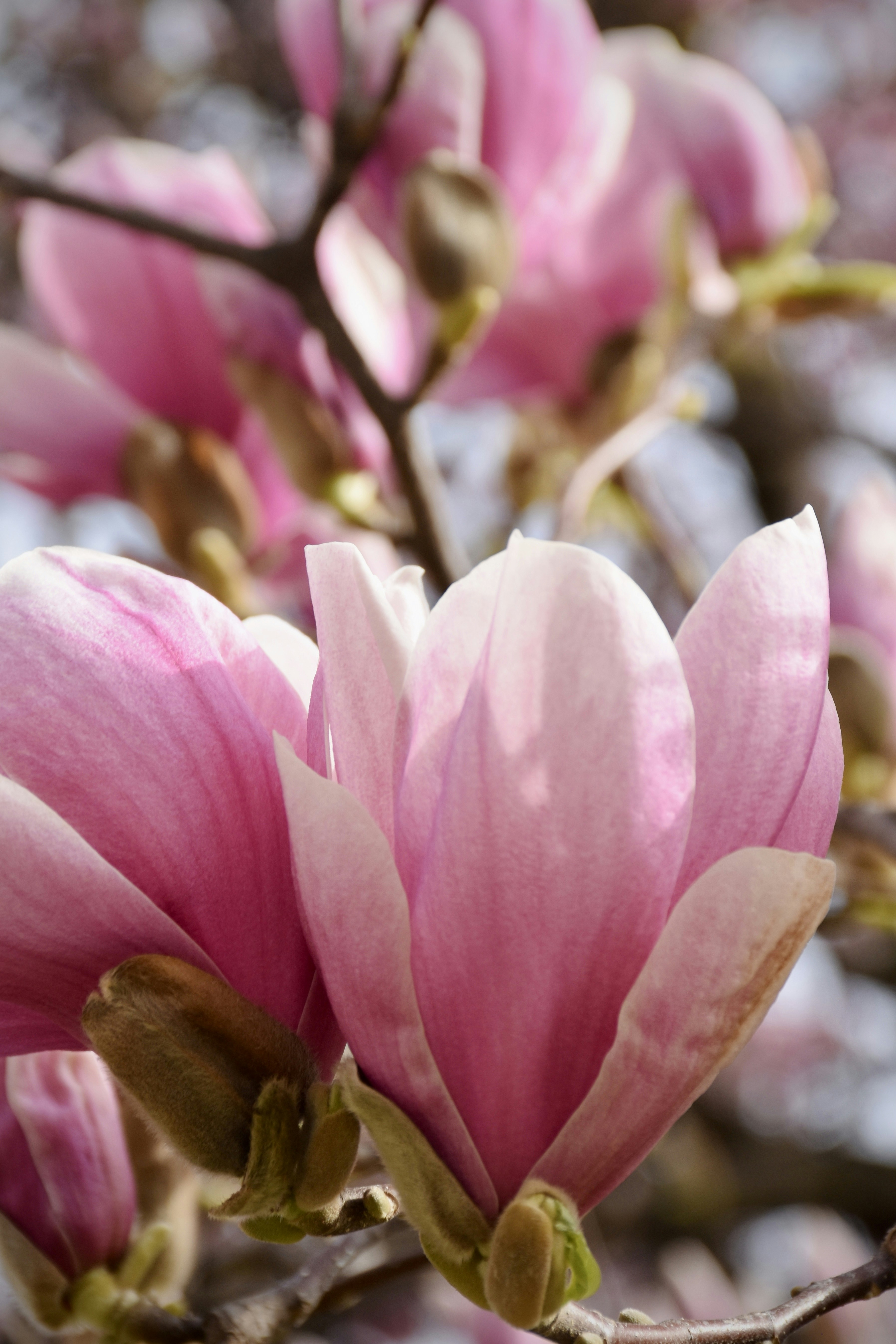 Photo by arnosenoner