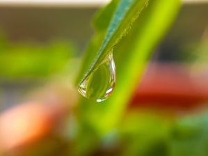 A close-up of a crystal-clear water droplet resting on a leaf, symbolizing purity and freshness.