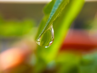 A serene image of a water droplet on a leaf, symbolizing purity.
