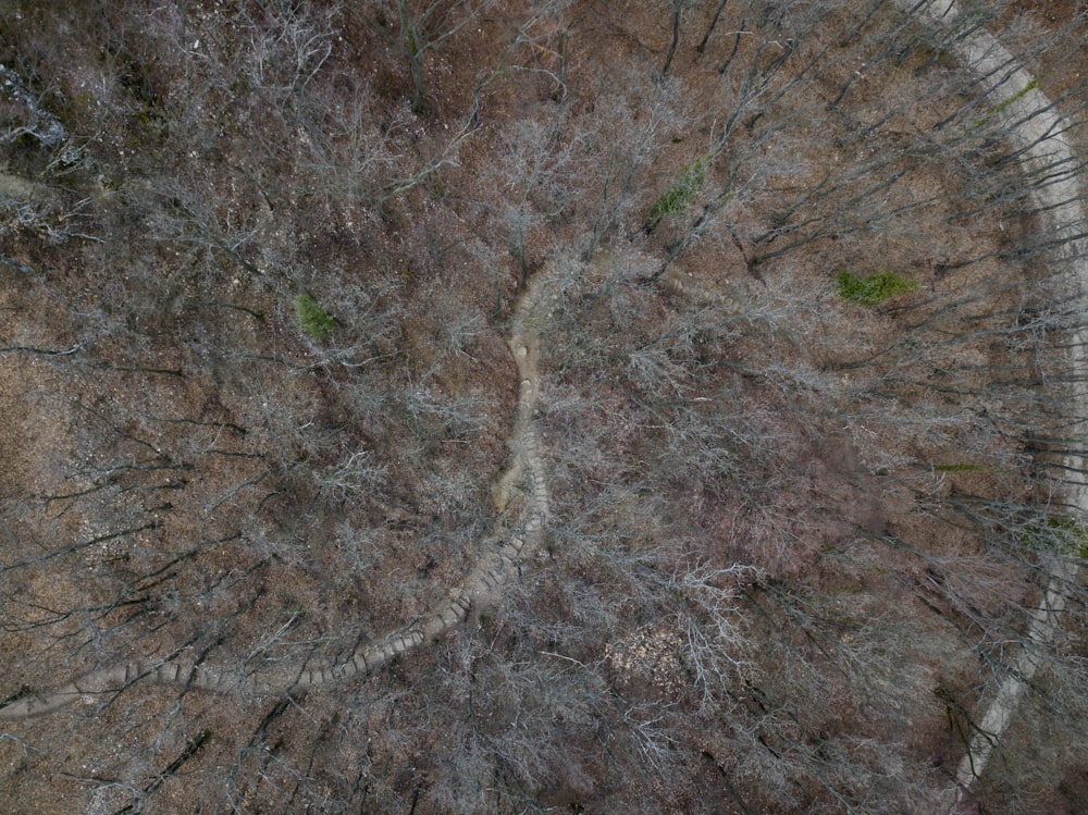 a bird's eye view of a tree in the middle of a forest