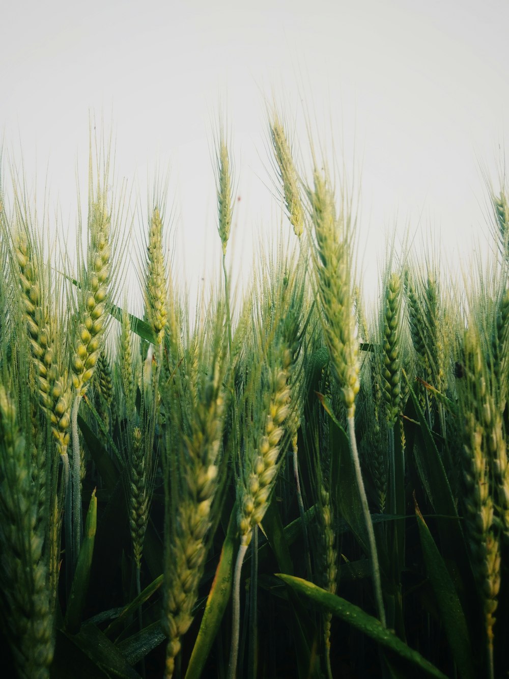 a close up of a field of green wheat