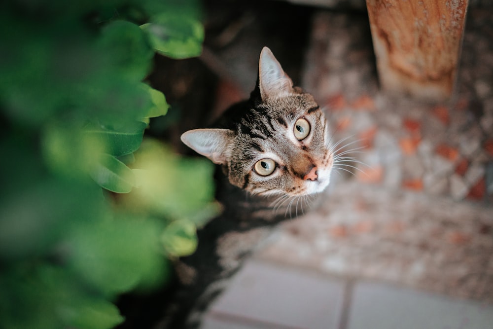 a cat is looking up at the camera