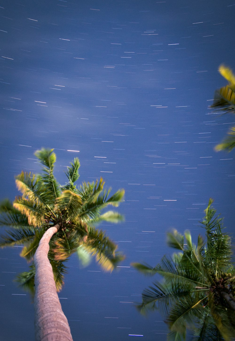 a palm tree with a star trail in the background
