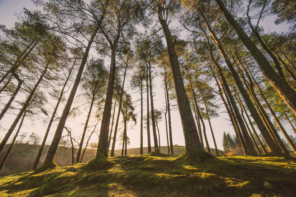 the sun is shining through the trees in the forest