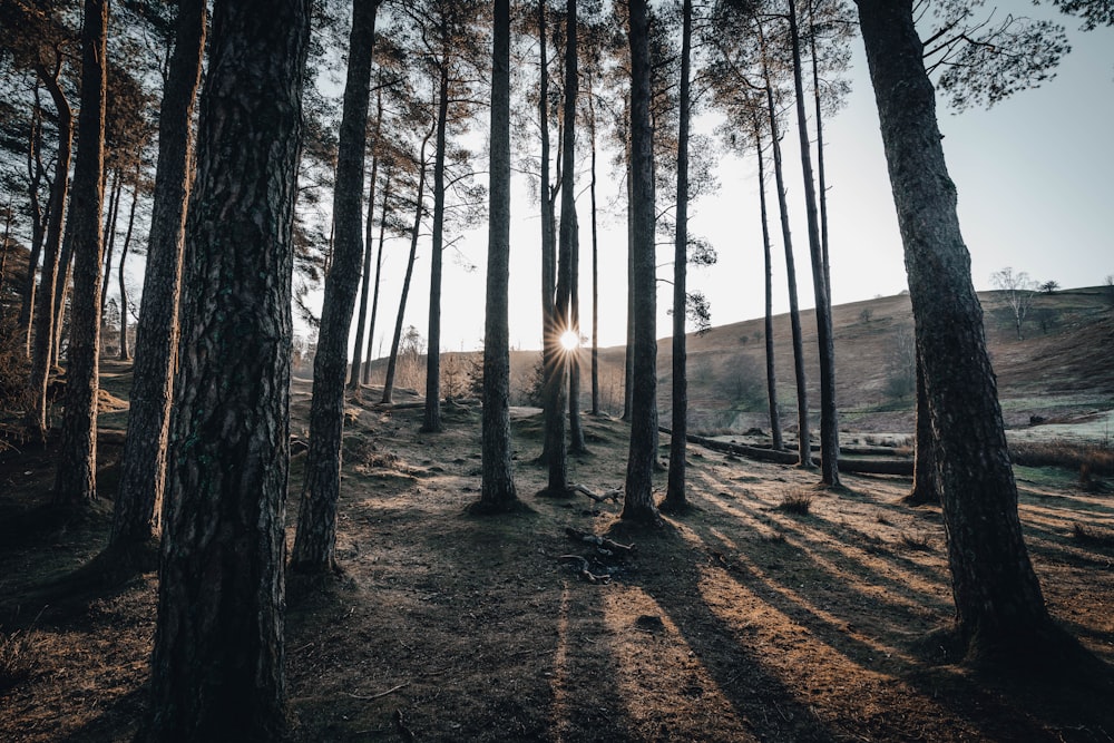 the sun is shining through the trees in the woods