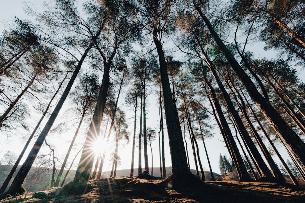 Il sole che splende tra gli alberi in una foresta