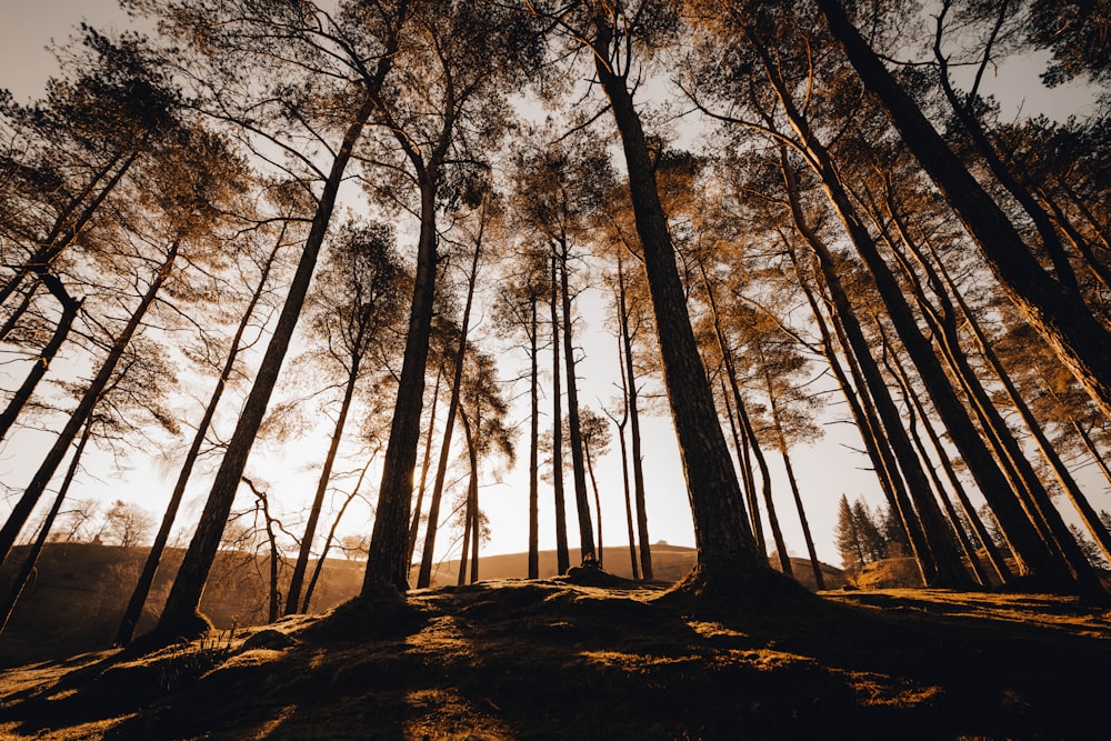 Il sole splende tra gli alberi della foresta