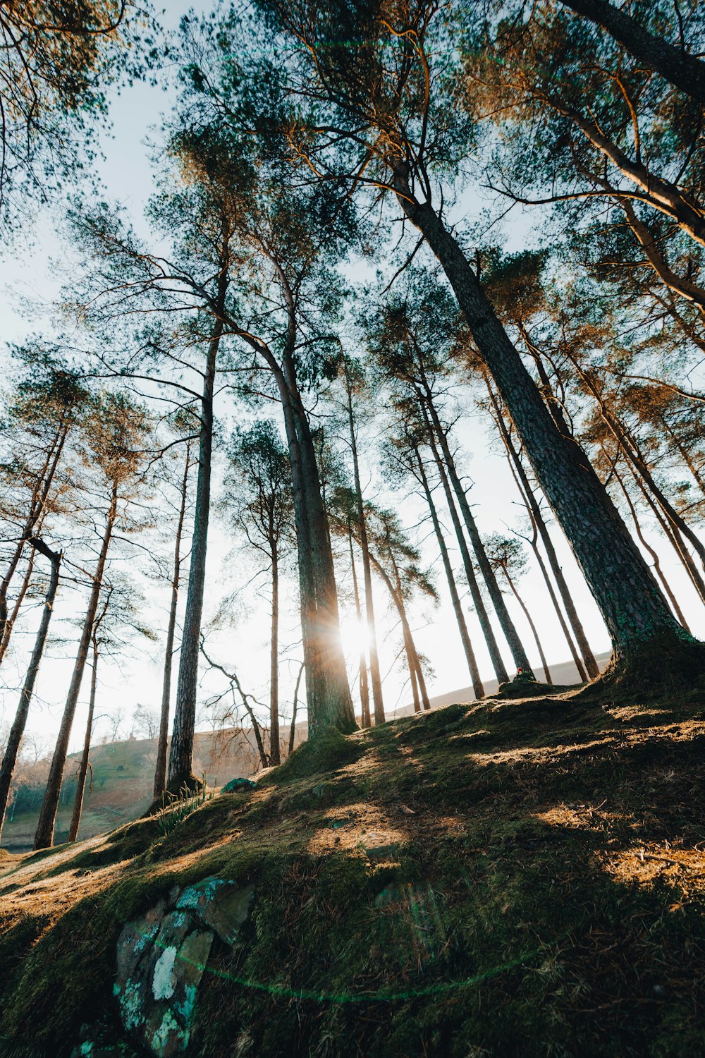 the sun is shining through the trees in the forest