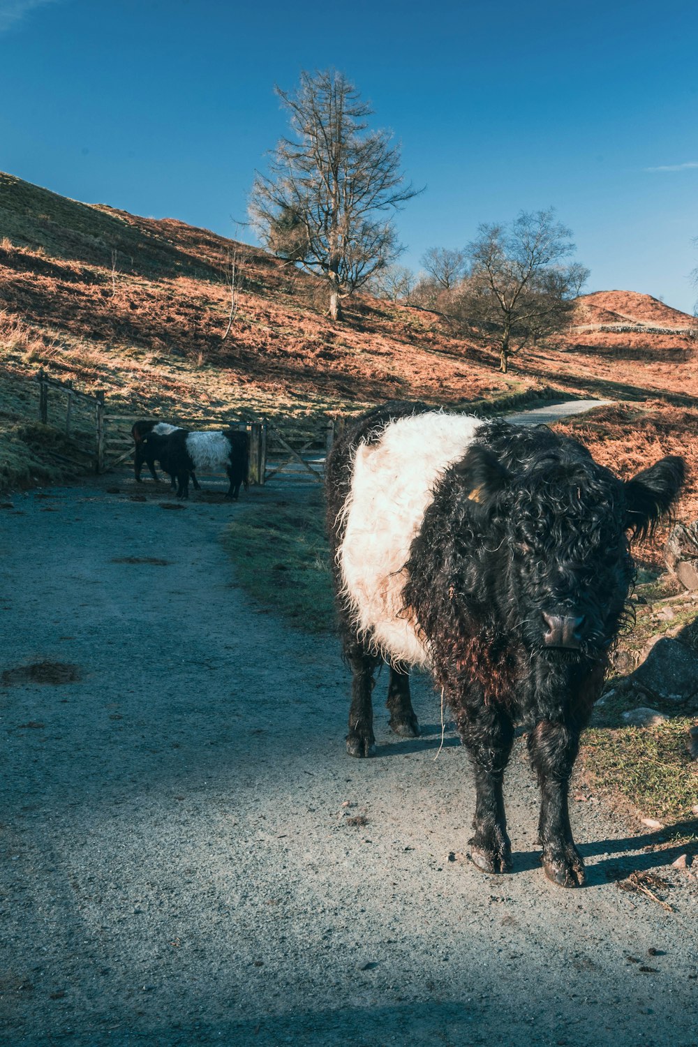 a black and white cow standing on a dirt road