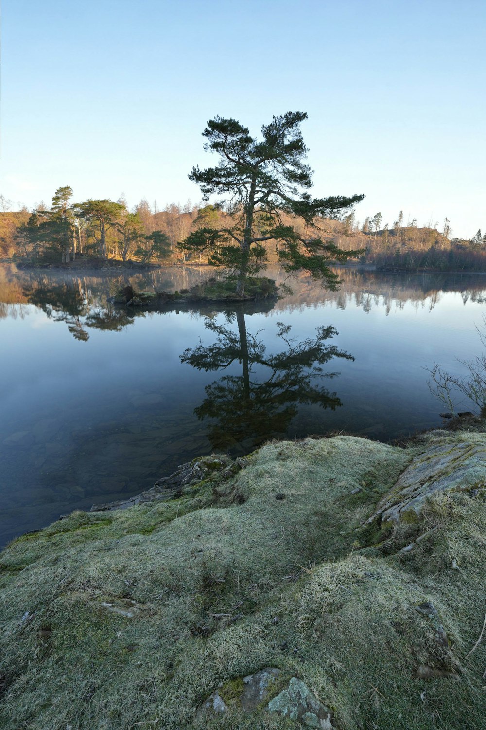 a lone tree on the edge of a lake