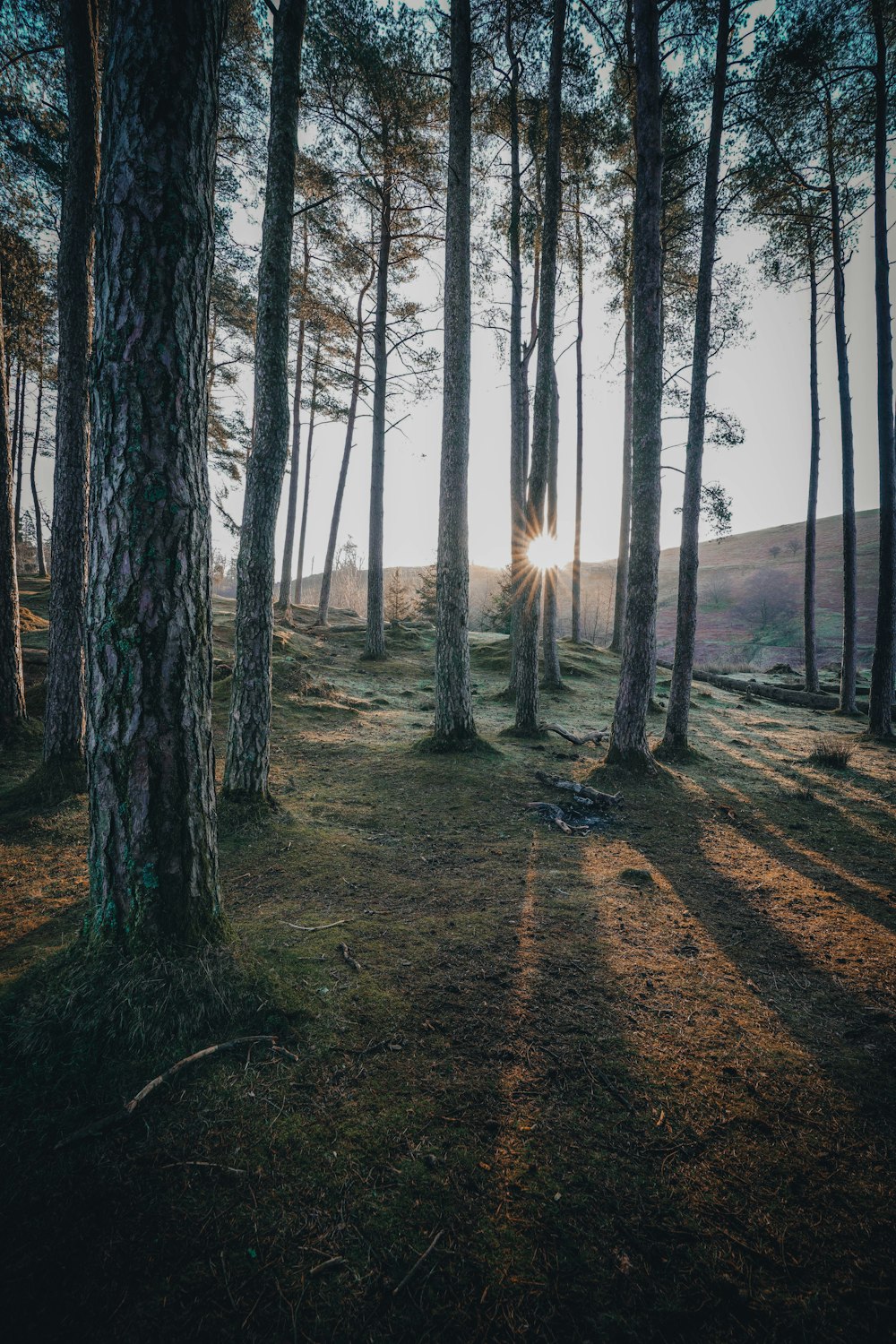 the sun is shining through the trees in the woods