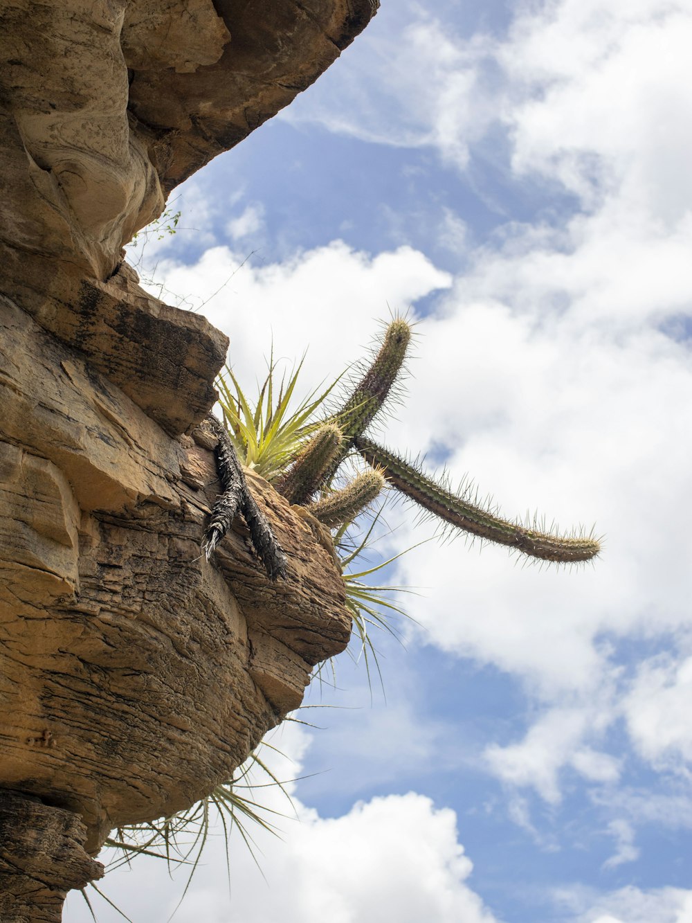a cactus is growing out of the side of a rock
