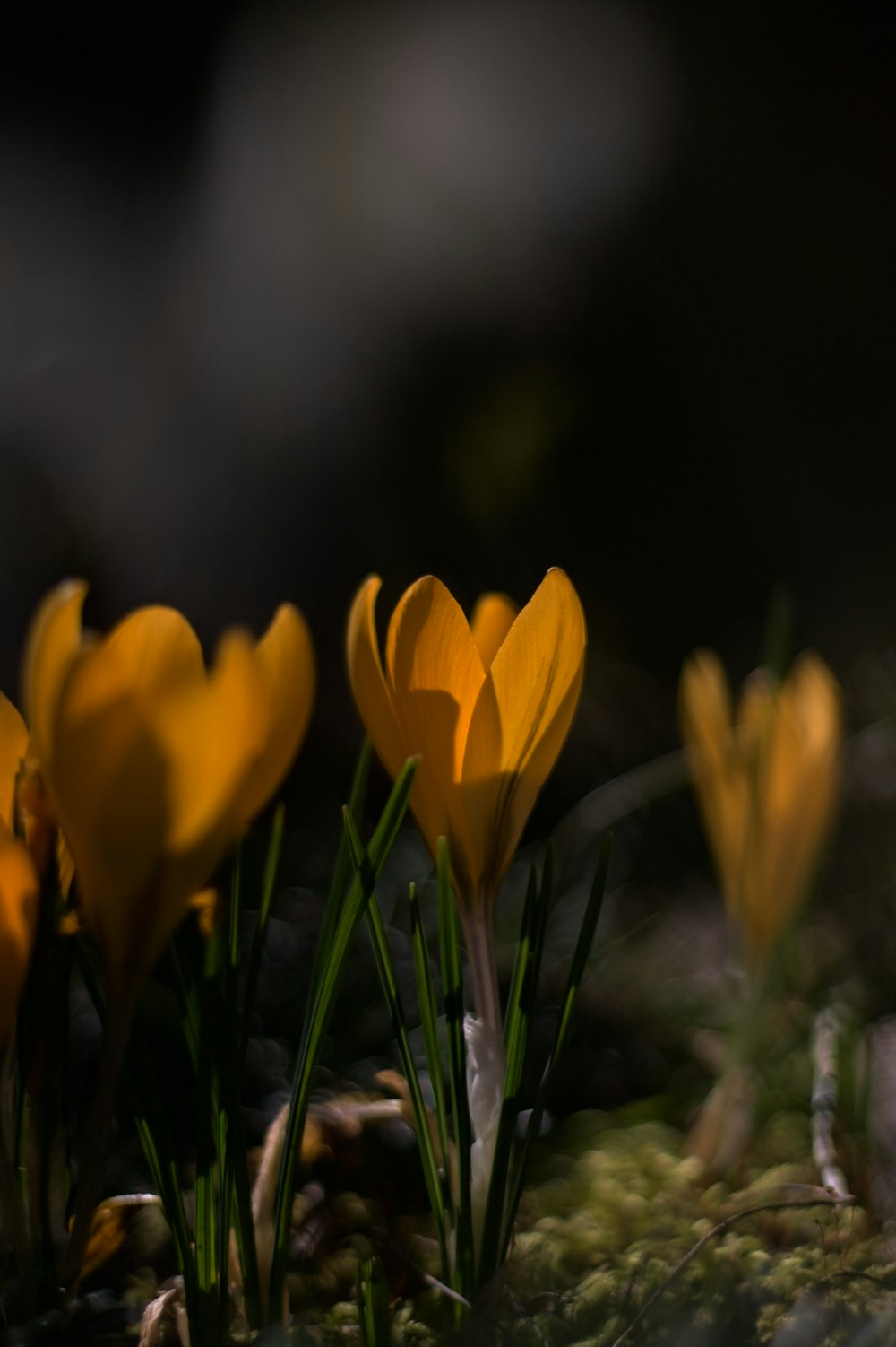 a group of yellow flowers sitting on top of a moss covered ground