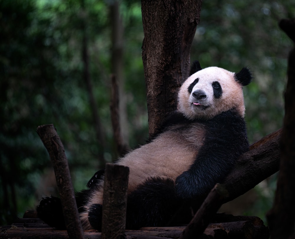 a panda bear sitting on top of a tree branch