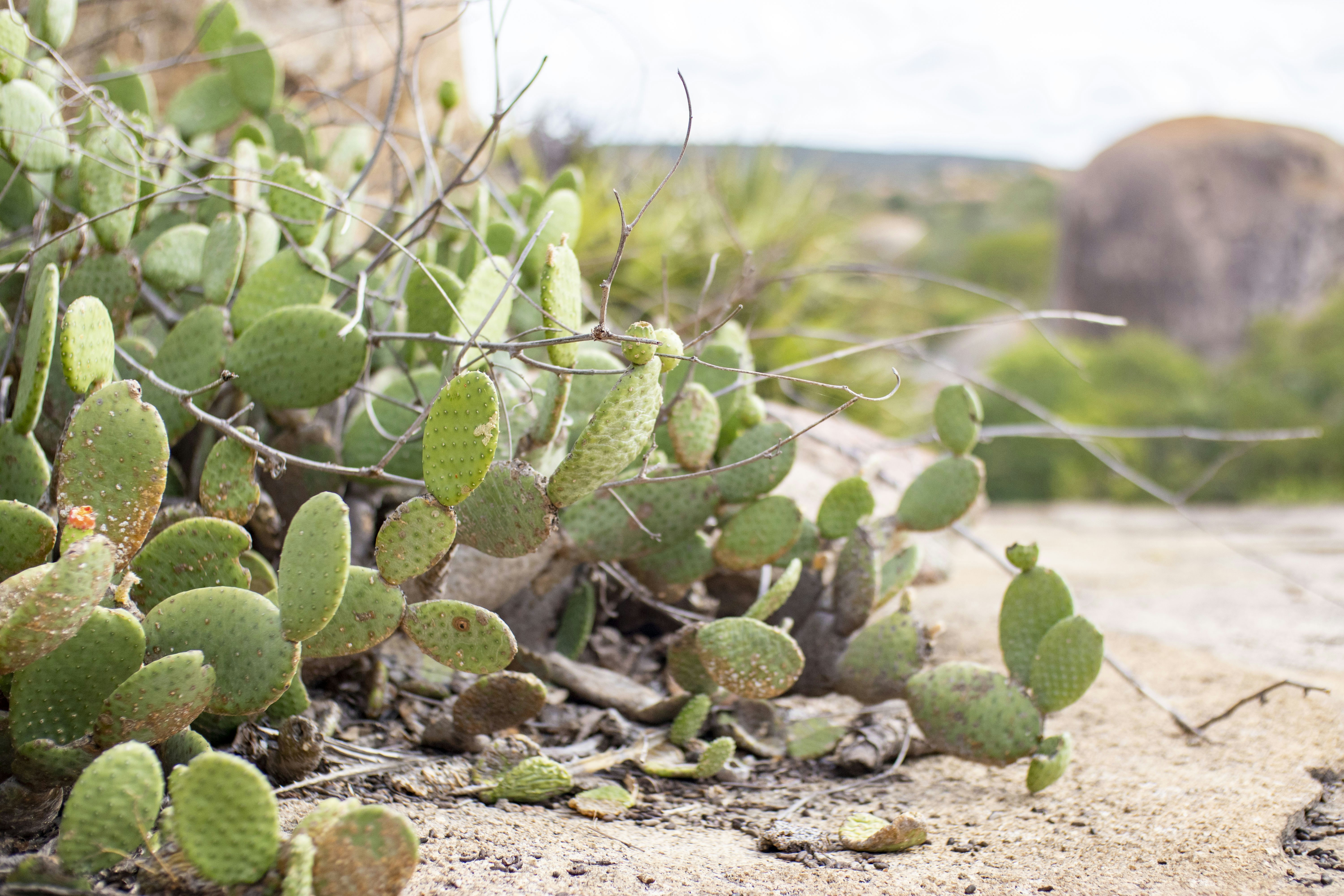 Revive Your Heat-Stressed Star Jasmine: Expert Pruning Tips