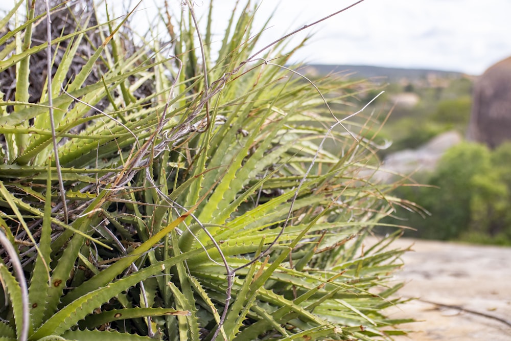 a close up of a plant near an elephant