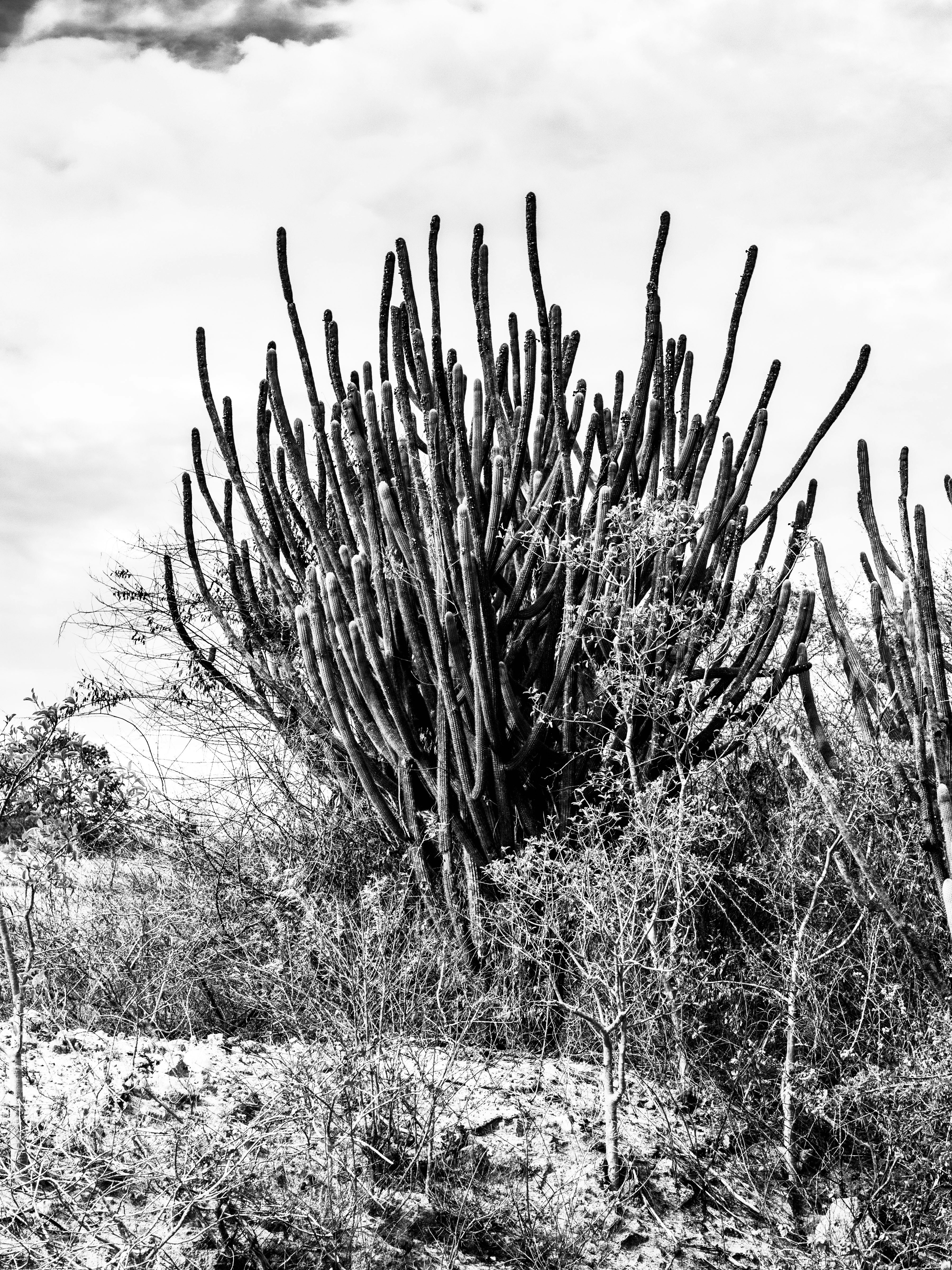 a black and white photo of a cactus