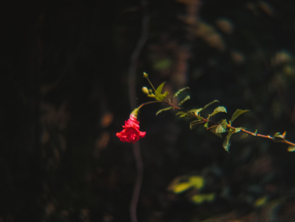 a red flower is growing on a tree branch