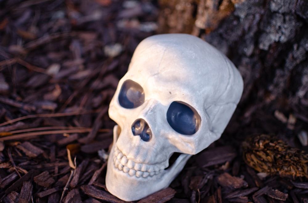 a white skull sitting next to a tree