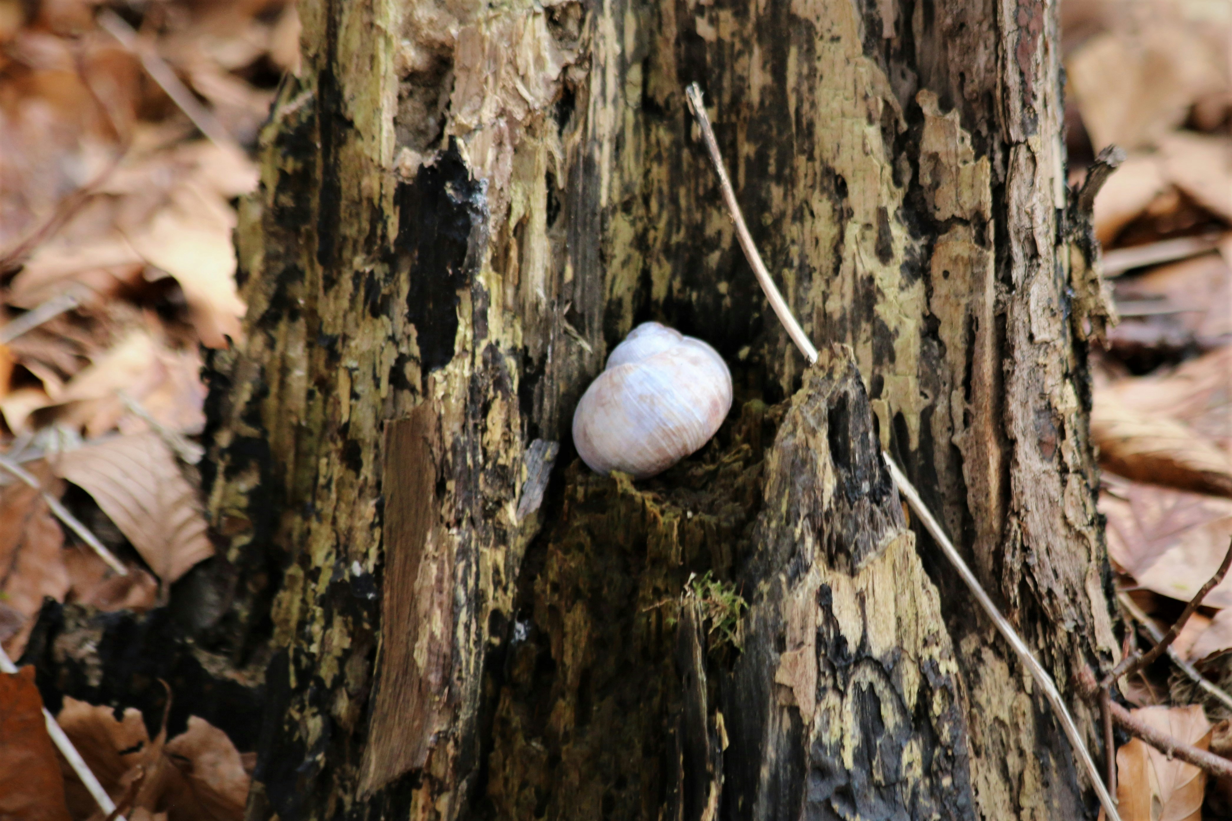 A white shell embedded in a tree stump photo – Free Home decoration ...