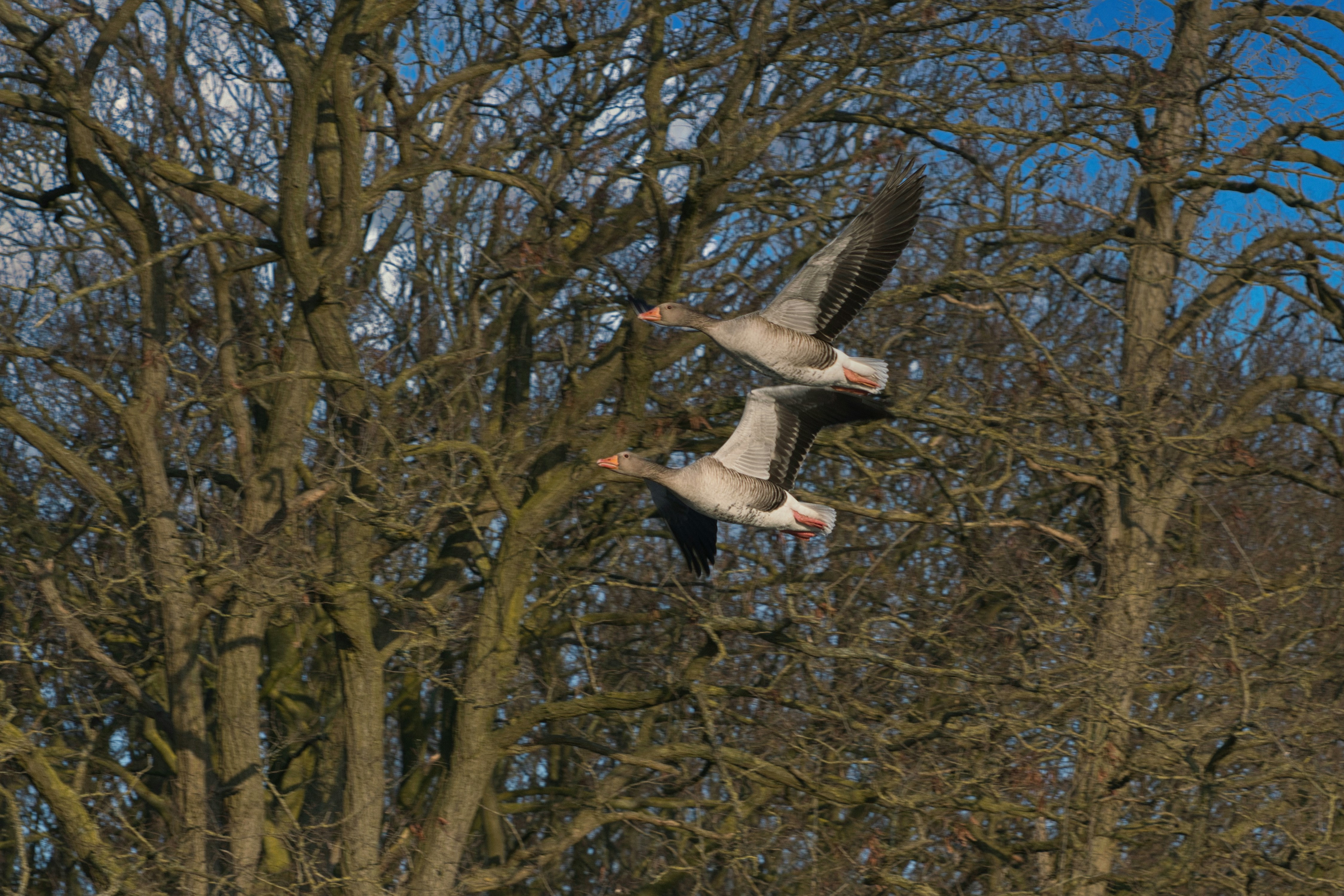 Isolatie Nijmegen — two seagulls flying in the air over trees — Isolatie in Nijmegen: kosten, materialen en lokale aanpak vo
