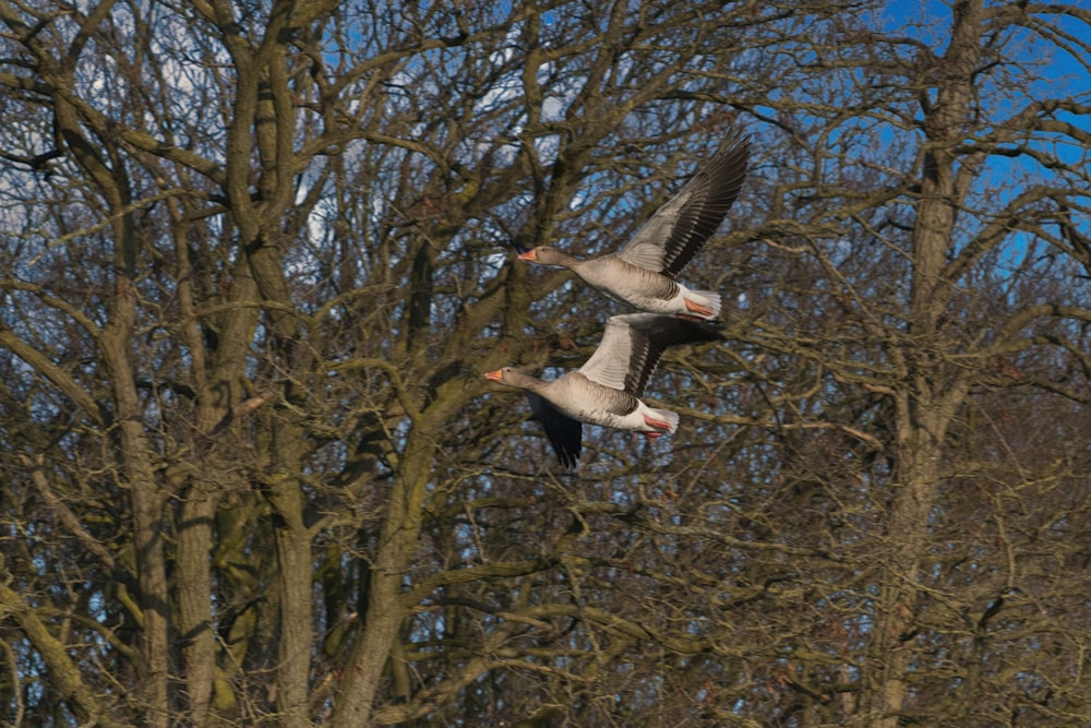 two seagulls flying in the air over trees