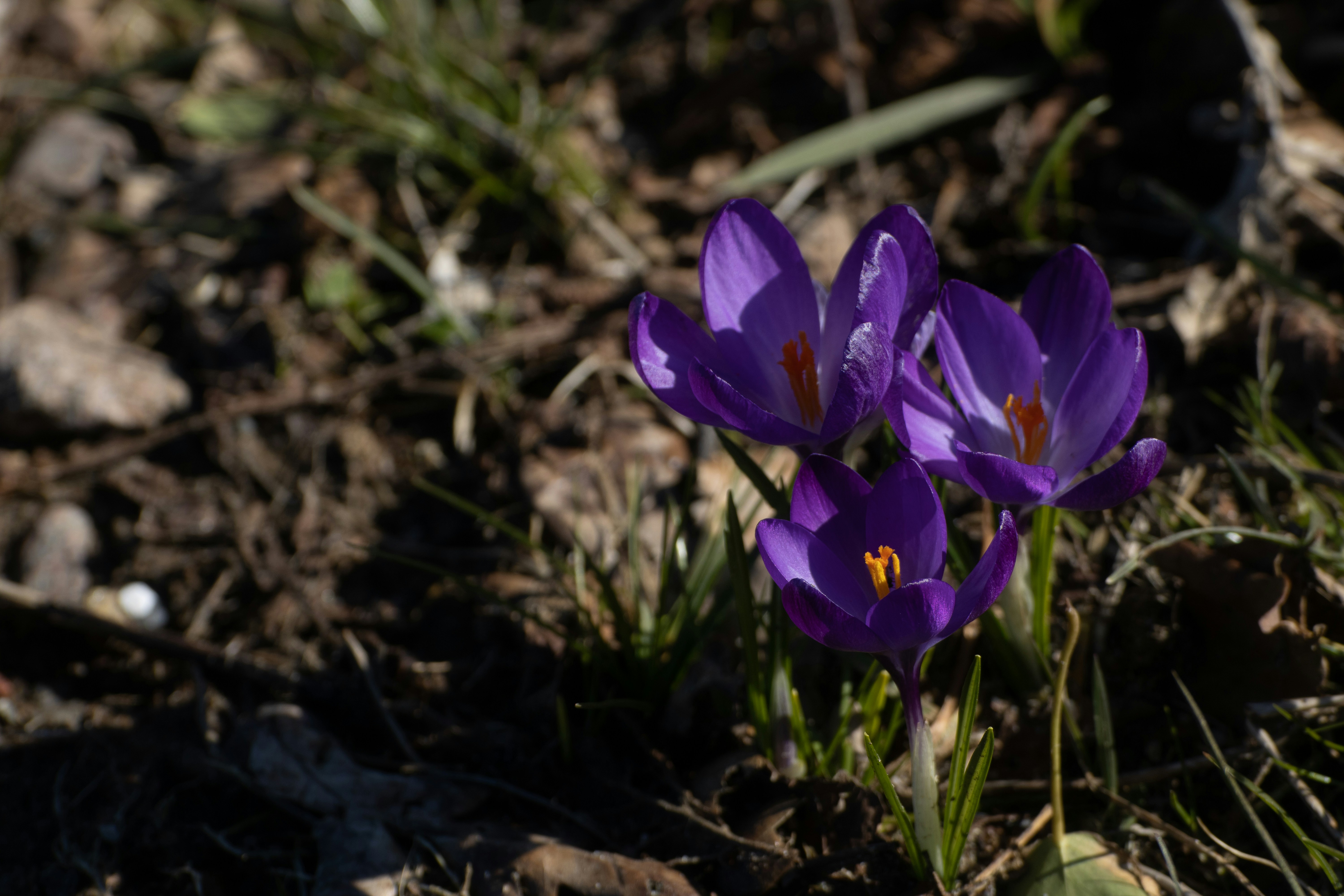 Photo by mirkofabian