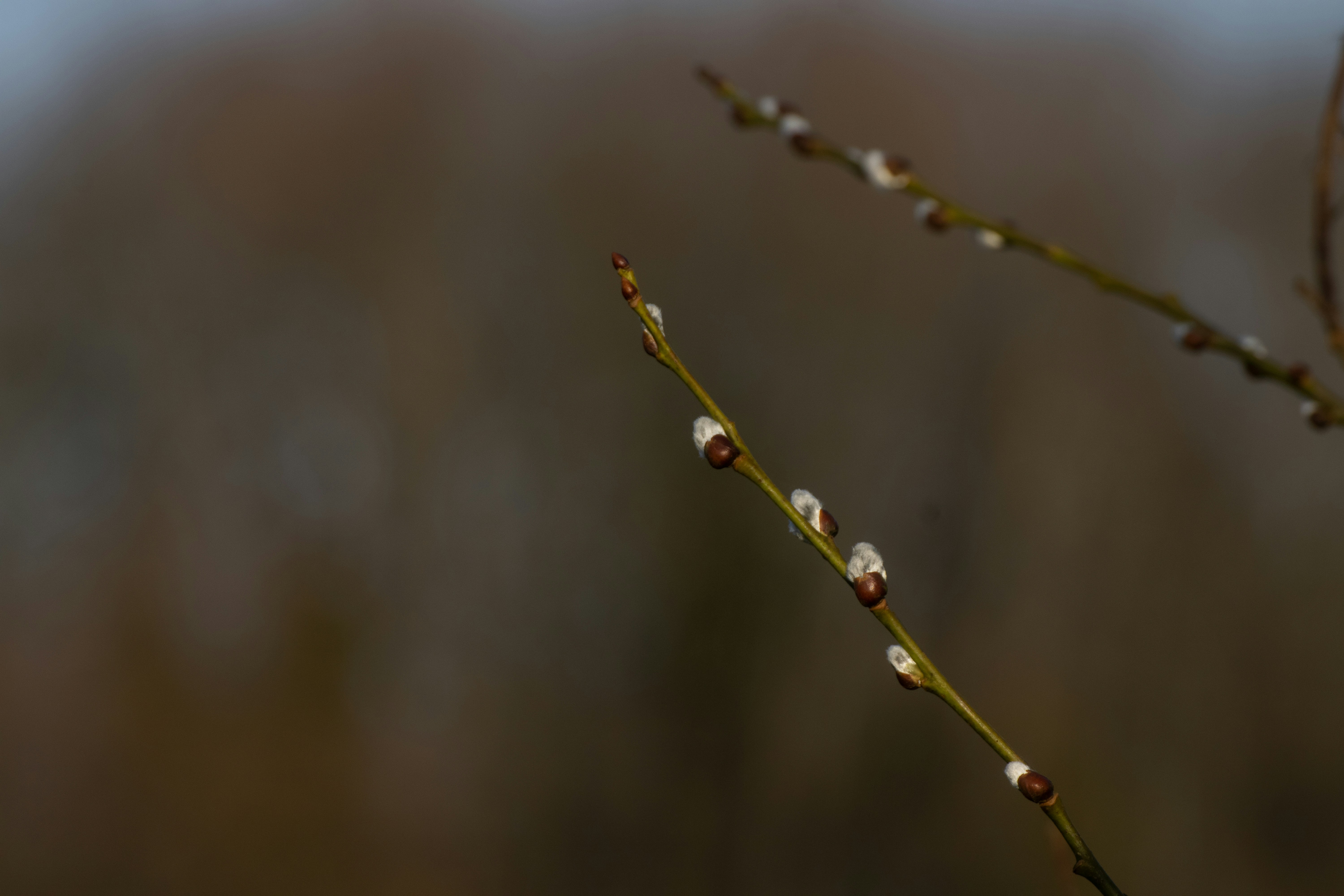 Photo by mirkofabian