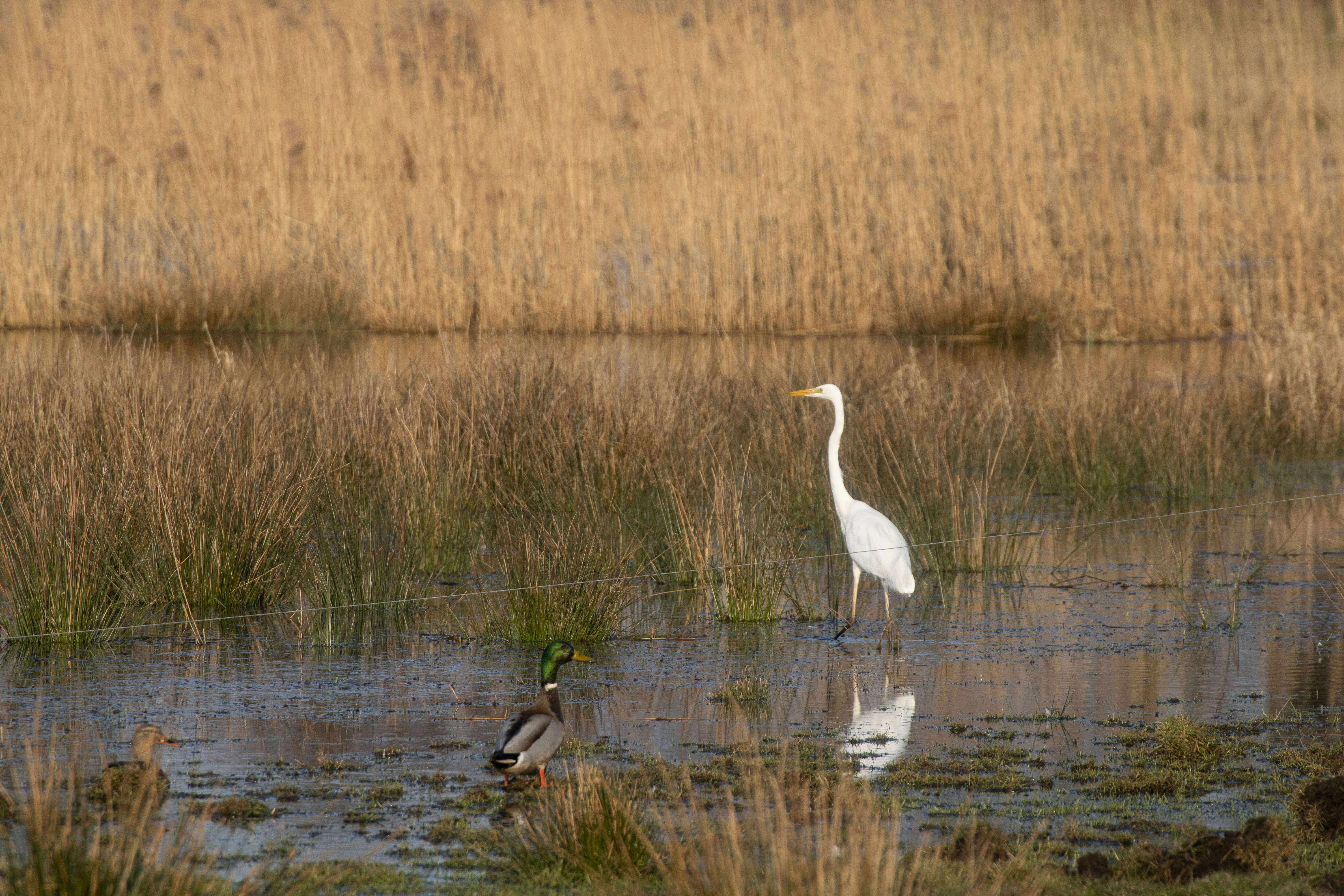 Photo by mirkofabian
