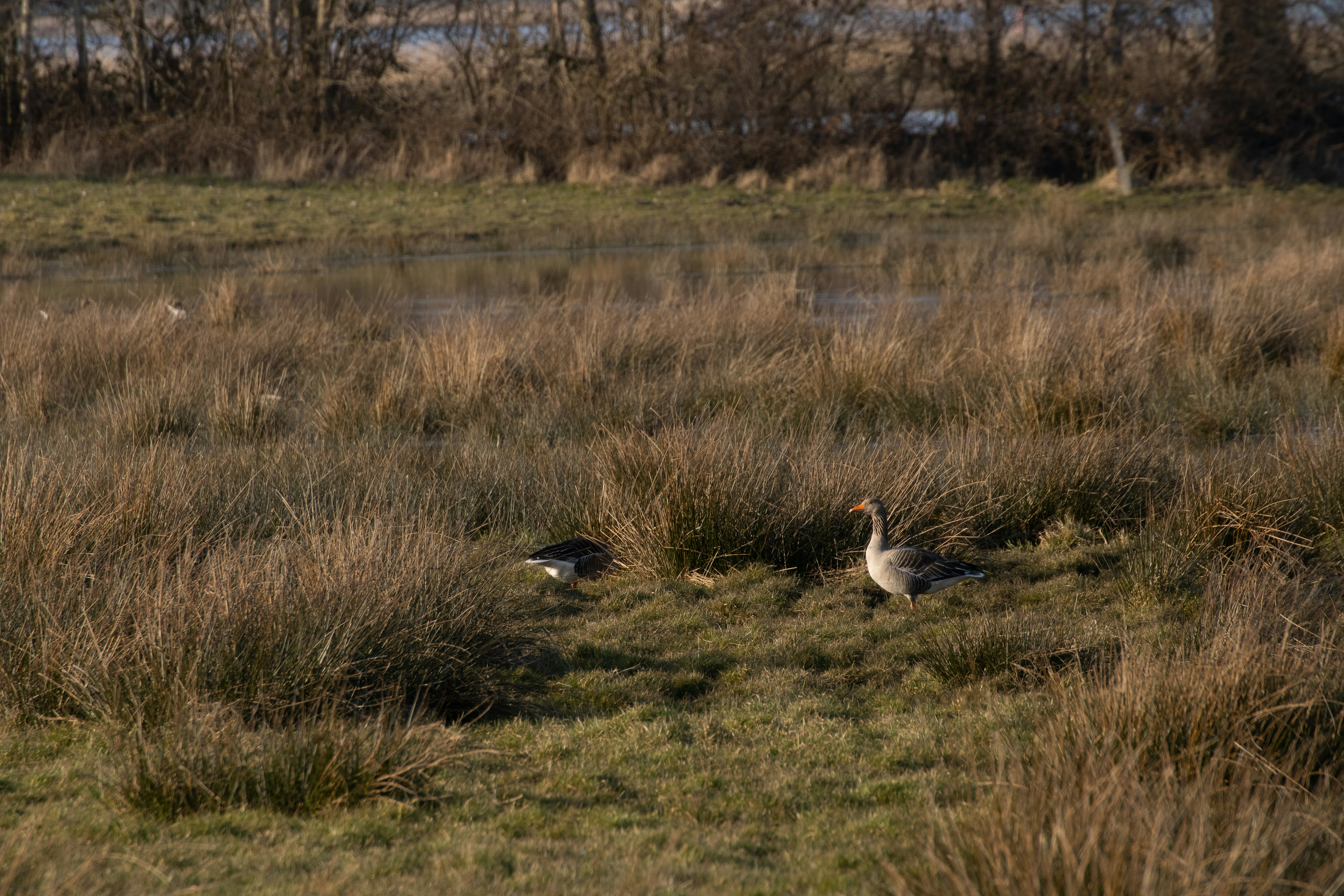 Photo by mirkofabian