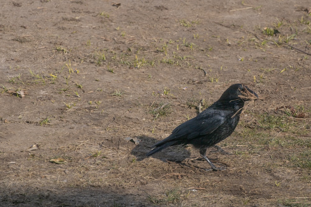 a black bird standing on top of a dirt field