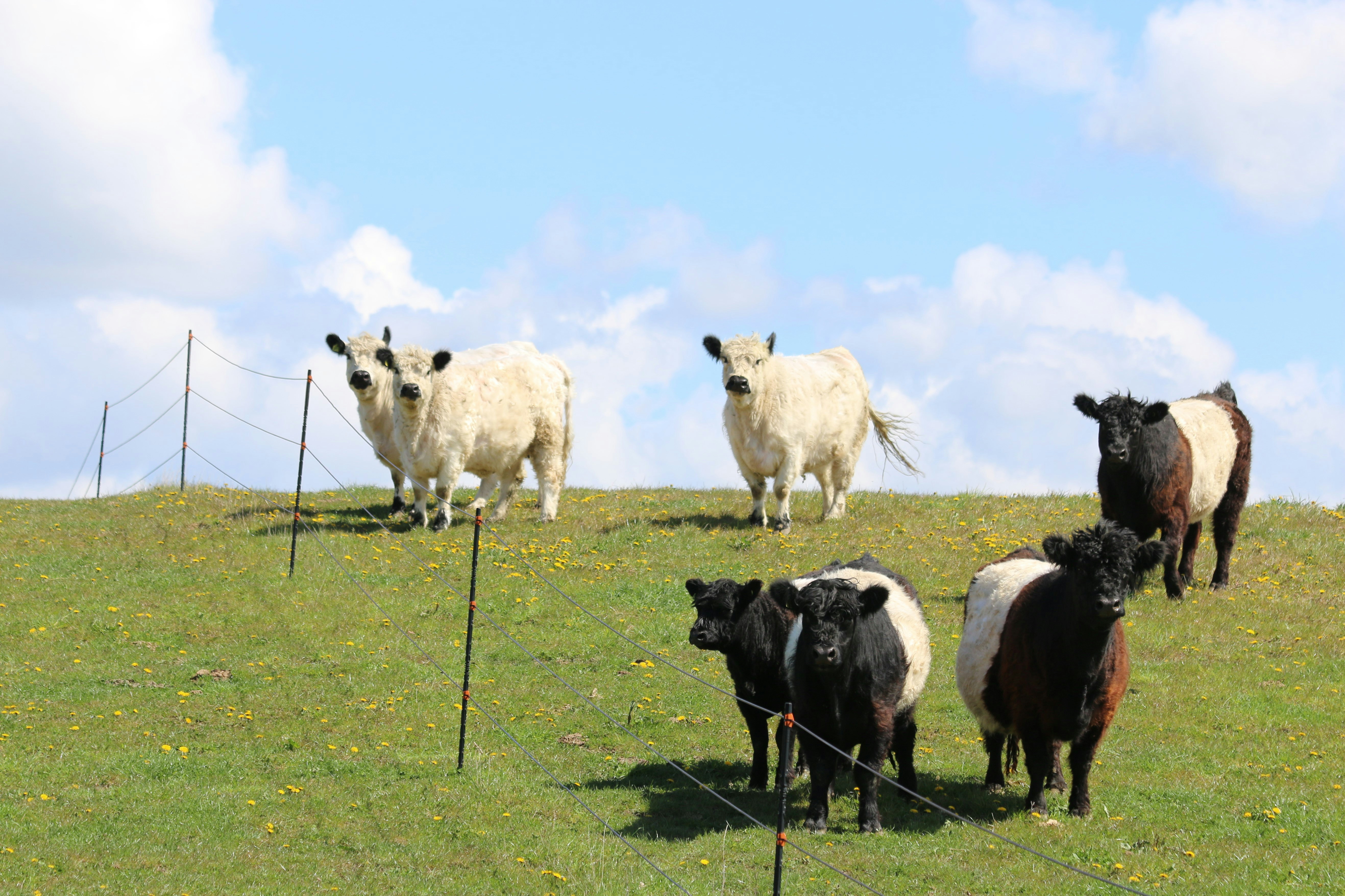 a herd of sheep standing on top of a lush green field
