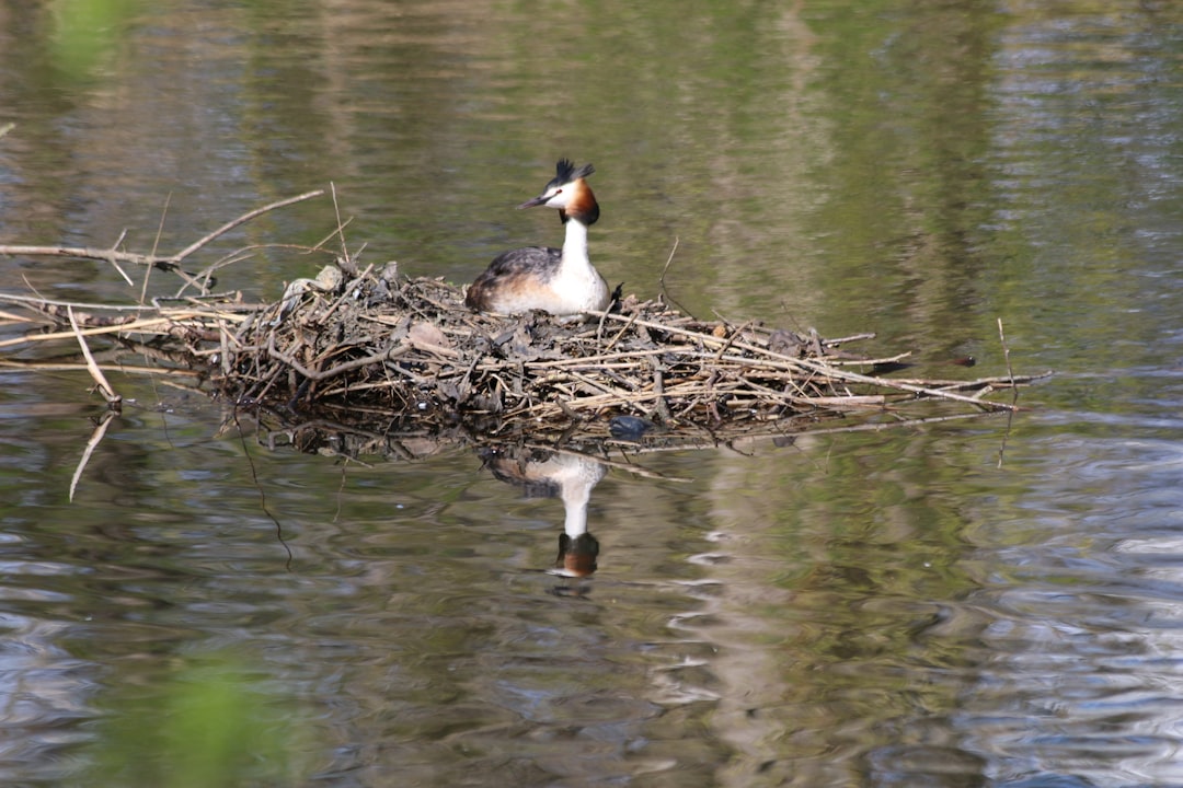How To Protect A Duck Nest?