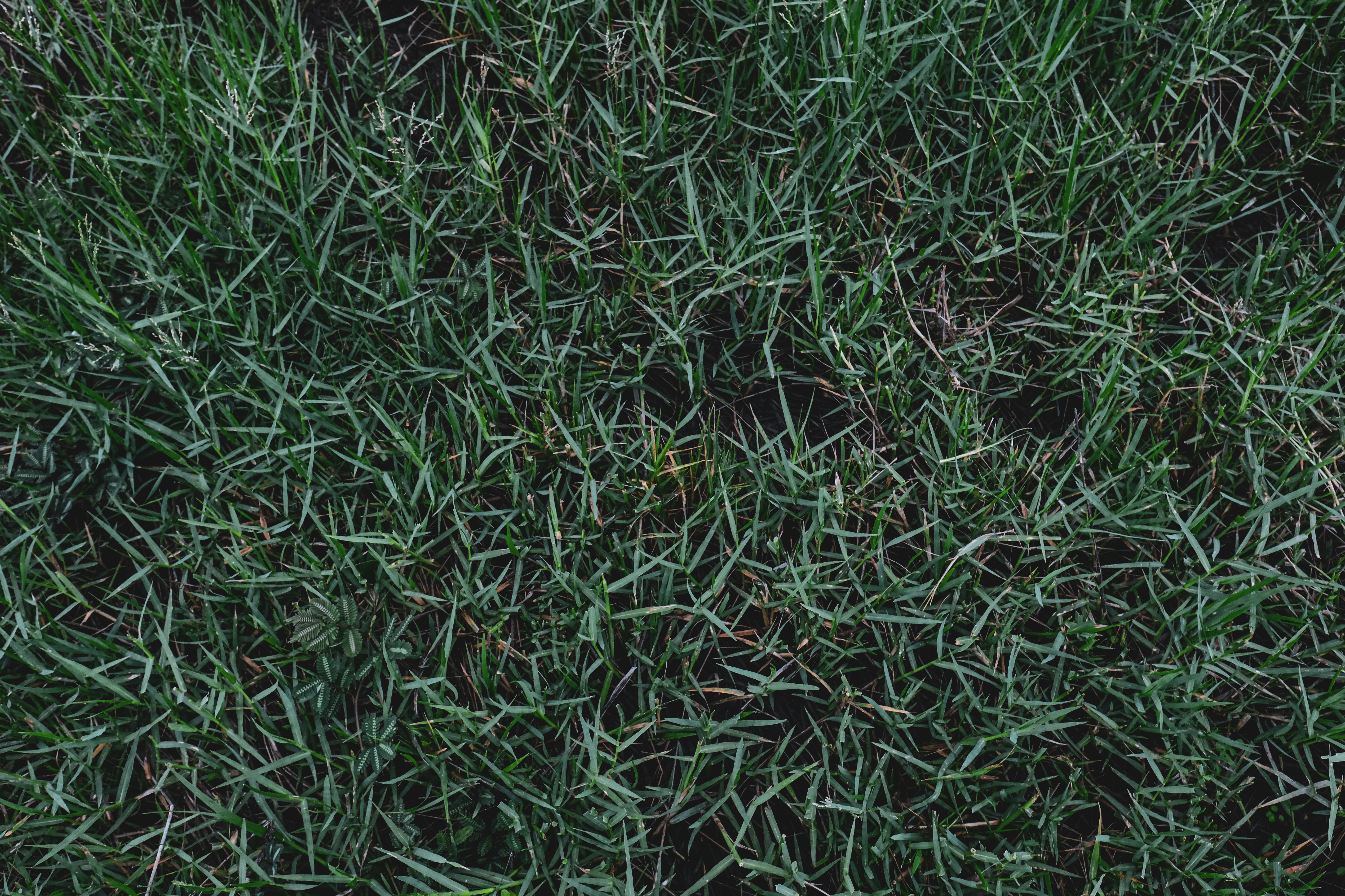 Close-up of lawn showing signs of pest damage