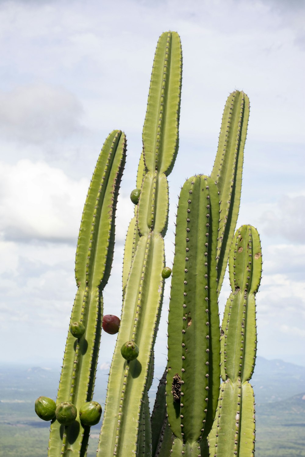 a large green cactus with a sky in the background
