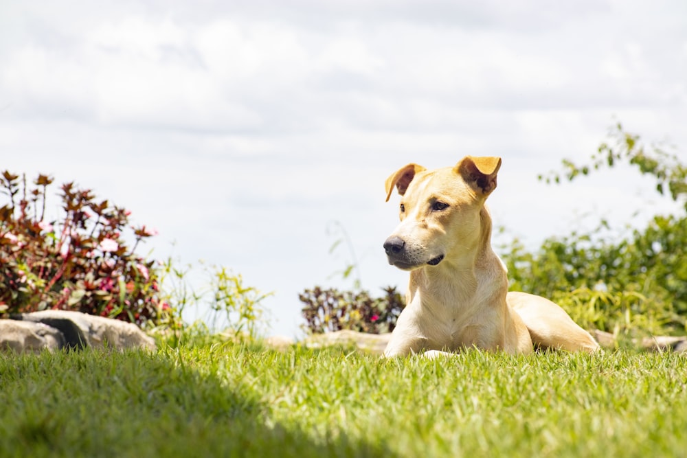 a dog laying in the grass near some bushes