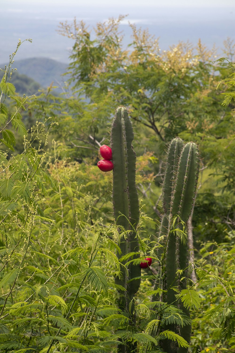 a cactus with a red ball in the middle of it