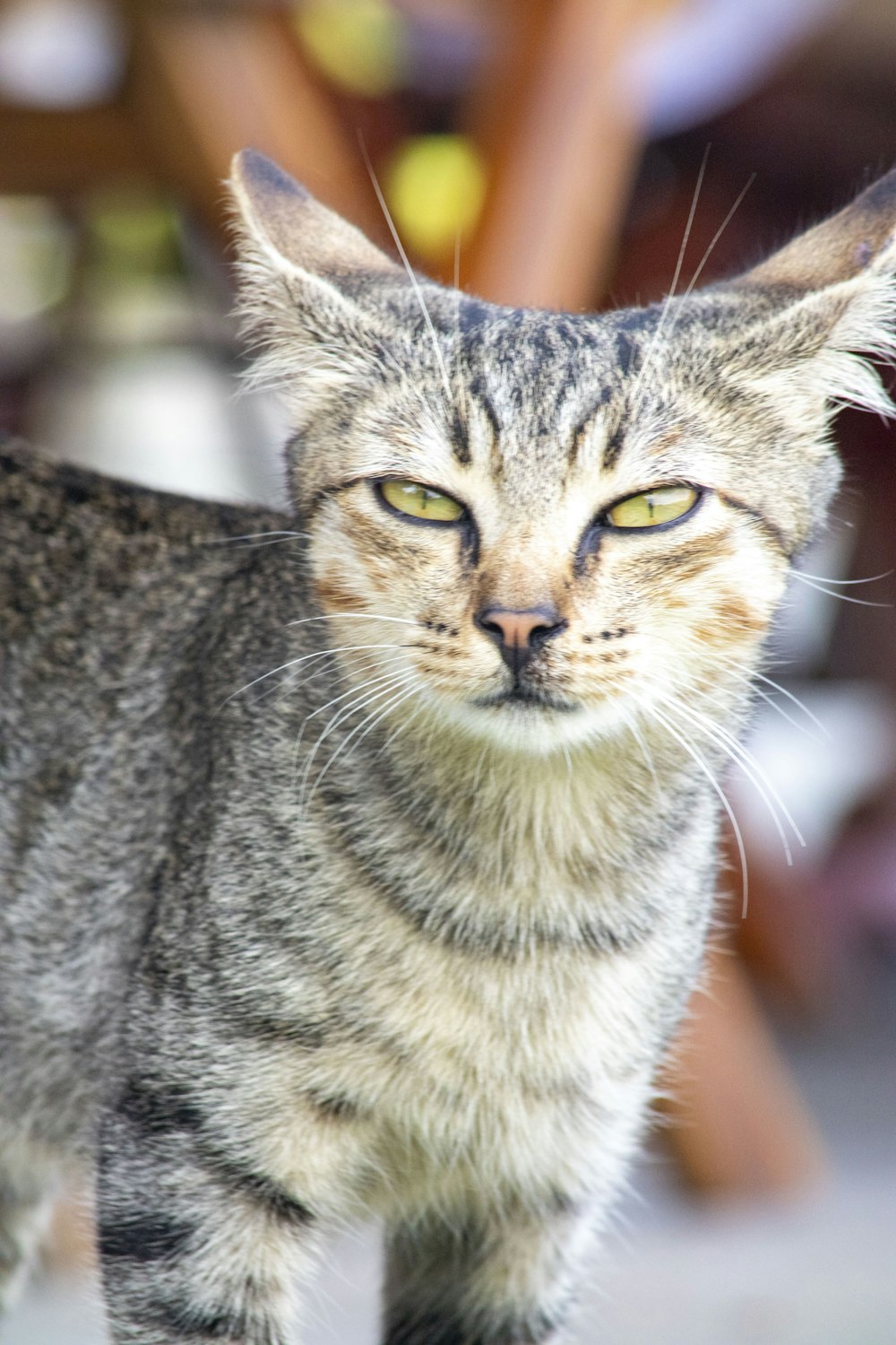 a close up of a cat with a blurry background