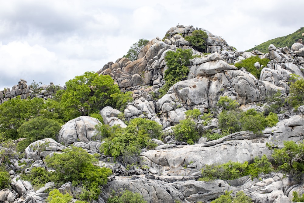 a rocky mountain with lots of trees growing out of it