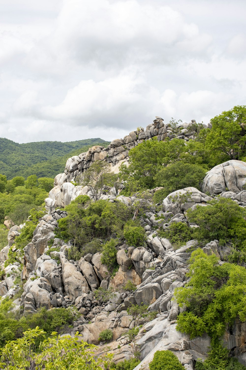 a rocky mountain with trees and bushes growing on it