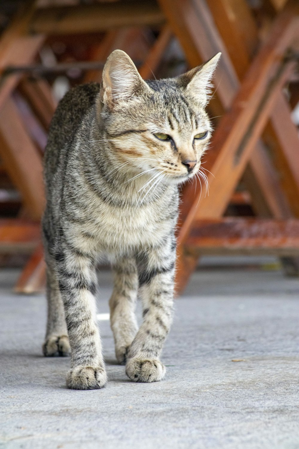 a cat walking on a sidewalk next to a wooden bench